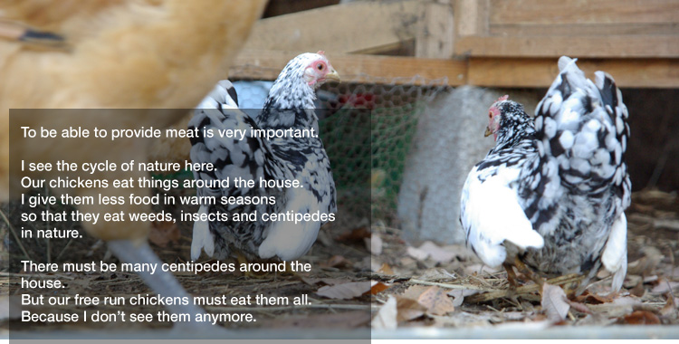 To be able to provide meat is very important. 

I see the cycle of nature here.
Our chickens eat things around the house.
I give them less food in warm seasons so that they eat weeds, insects and centipedes in nature. 

There must be many centipedes around the house.
But our free run chickens must eat them all.
Because I don’t see them anymore.