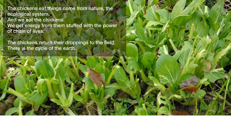 The chickens eat things come from nature, the ecological system.
And we eat the chickens.
We get energy from them stuffed with the power of chain of lives. 

The chickens return their droppings to the field.
There is the cycle of the earth.