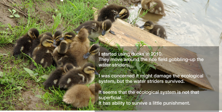 I started using ducks in 2010.
They move around the rice field gobbling-up the water striders. 

I was concerned it might damage the ecological system, 
but the water striders survived. 

It seems that the ecological system is not that superficial.
It has ability to survive a little punishment.