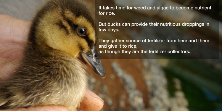 It takes time for weed and algae to become nutrient for rice. 

But ducks can provide their nutritious droppings in few days. 

They gather source of fertilizer from here and there and give it to rice, 
as though they are the fertilizer collectors. 