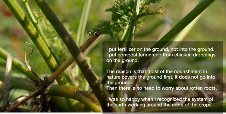 I put fertilizer on the ground, not into the ground.
I put compost fermented from chicken droppings on the ground. 

The reason is that most of the nourishment in nature covers the ground first, it does not go into the ground.
Then there is no need to worry about rotten roots. 

I was so happy when I recognized the system of the earth working around the roots of the crops.
