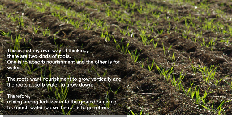 This is just my own way of thinking; there are two kinds of roots.
One is to absorb nourishment and the other is for water. 

The roots want nourishment to grow vertically and the roots absorb water to grow down. 

Therefore, mixing strong fertilizer in to the ground or giving too much water cause the roots to go rotten.