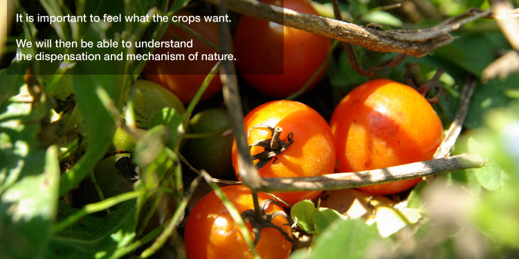 It is important to feel what the crops want. 

We will then be able to understand the dispensation and mechanism of nature.