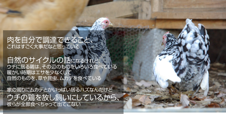 ���������Œ��B�ł��邱�ƁA����͂������厖���ȂƎv���Ă��� ���R�̃T�C�N���̘b�ɂȂ邯��ǁA�E�`�ɋ���{�́A���̕ӂ̂��̂����낢��H�ׂĂ��� �g���������̓G�T�����Ȃ����Ď��R�̂��̂��A���⍩���A���J�f��H�ׂĂ��� �Ƃ̎���Ƀ��J�f�Ƃ������ς�����n�Y�Ȃ񂾂��ǃE�`�̌{����������ɂ��Ă��邩��A�ނ炪�S���H�ׂ�����ďo�Ă��Ȃ�