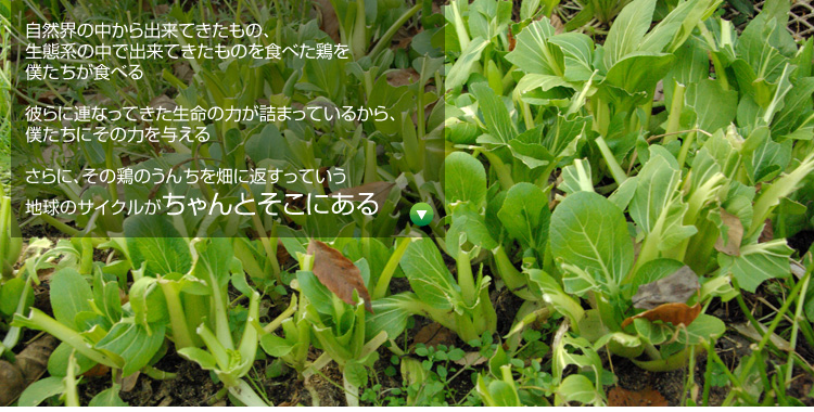 ���R�E�̒�����o���Ă������́A���Ԍn�̒��ŏo���Ă������̂�H�ׂ��{��l�������H�ׂ� �ނ�ɘA�Ȃ��Ă��������̗͂��l�܂��Ă��邩��A�l�����ɂ��̗͂�^���� ����ɁA���̌{�̂��񂿂𔨂ɕԂ����Ă����n���̃T�C�N���������Ƃ����ɂ���