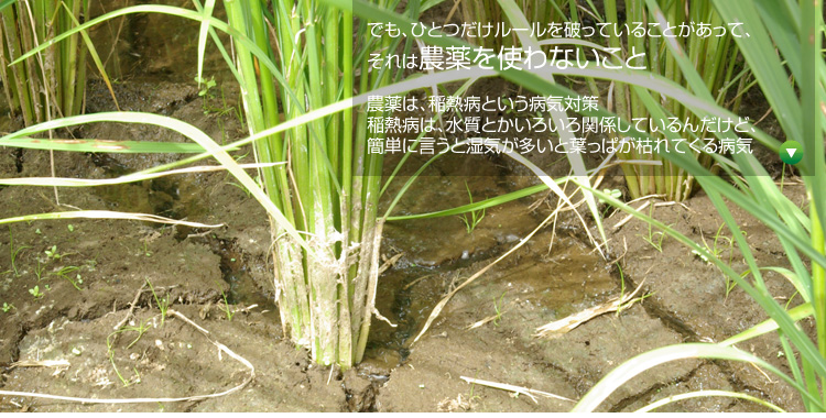 �ł��A�ЂƂ������[����j���Ă��邱�Ƃ������āA����͔_����g��Ȃ����� �_��́A��M�a�Ƃ����a�C�΍� ��M�a�́A�����Ƃ����낢��֌W���Ă���񂾂��ǁA�ȒP�Ɍ����Ǝ��C�������Ɨt���ς��͂�Ă���a�C