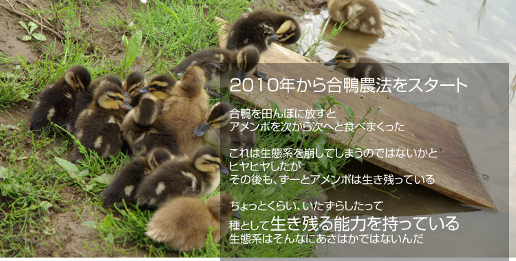 2010�N���獇���_�@���X�^�[�g ������c��ڂɕ����ƃA�����{�������玟�ւƐH�ׂ܂����� ����͐��Ԍn������Ă��܂��̂ł͂Ȃ����ƃq���q�����������̌���A���[�ƃA�����{�͐����c���Ă��� ������Ƃ��炢�A�������炵�����Ď�Ƃ��Đ����c��\�͂������Ă��� ���Ԍn�͂���Ȃɂ����͂��ł͂Ȃ���