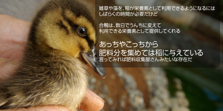 �G���⑔���A��h�{�f�Ƃ��ė��p�ł���悤�ɂȂ�ɂ͂��΂炭�̎��Ԃ��K�v�����ǁA�����́A�����ł��񂿂ɕς��ė��p�ł���h�{�f�Ƃ��Ē񋟂��Ă���� �������₱��������엿�����W�߂Ă͈�ɗ^���Ă��� �����Ă݂�Δ엿���W������݂����ȑ��݂�