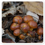 ���̑��̐��Y��